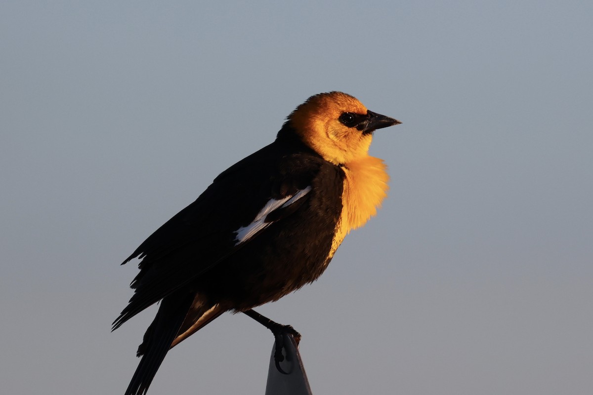 Yellow-headed Blackbird - ML620090389