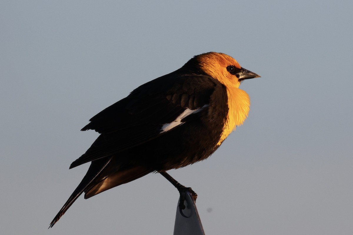 Yellow-headed Blackbird - ML620090390