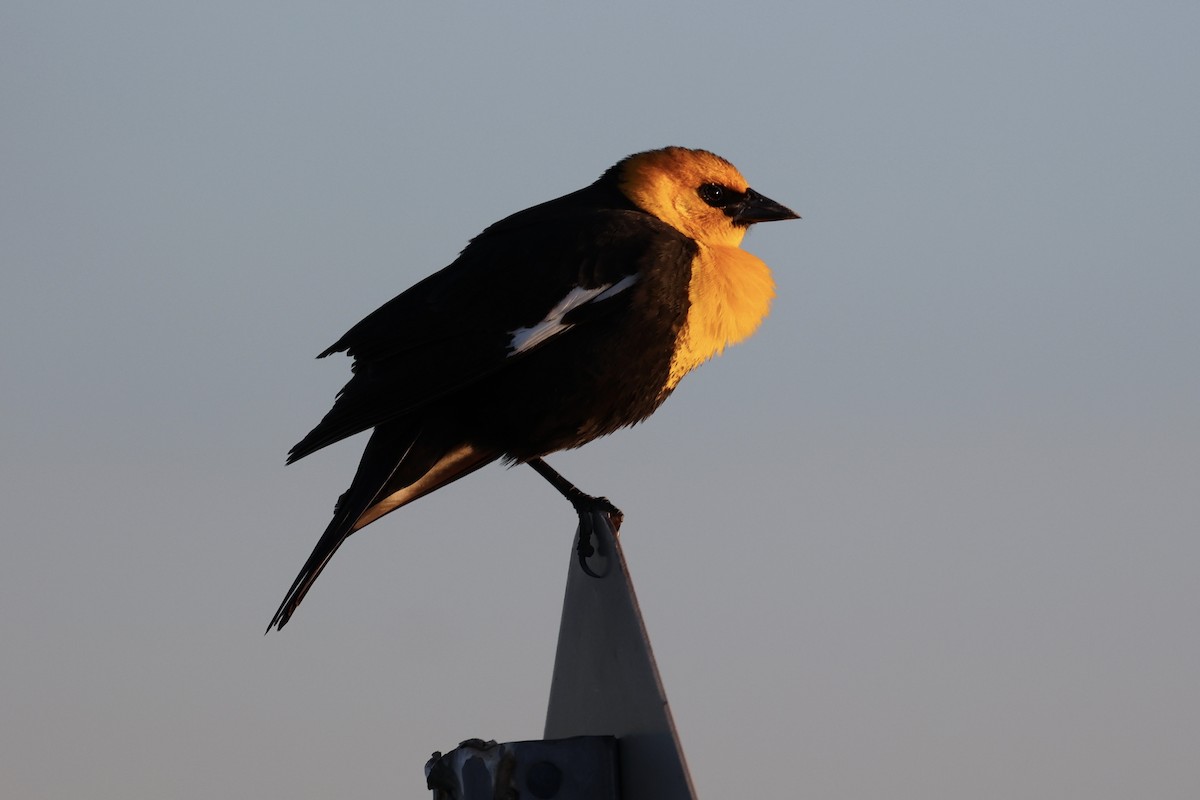 Yellow-headed Blackbird - ML620090391