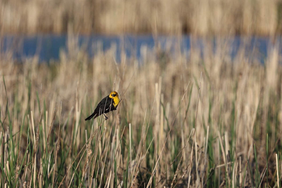 Yellow-headed Blackbird - ML620090392