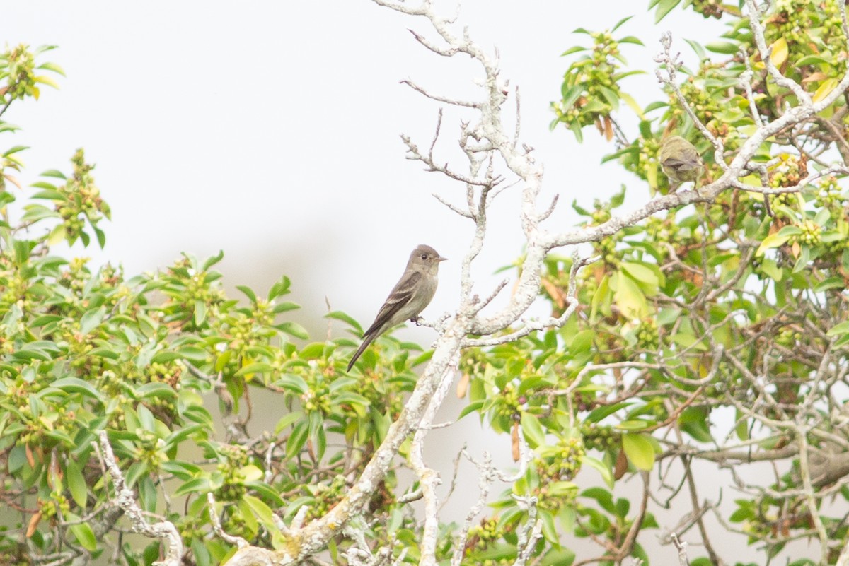 Eastern Wood-Pewee - ML620090395