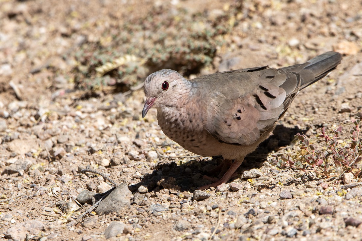 Common Ground Dove - ML620090406