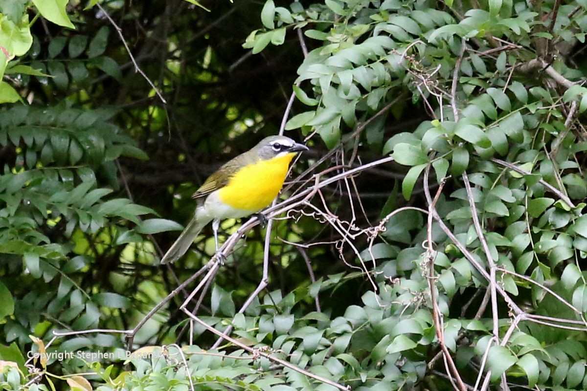 Yellow-breasted Chat - ML620090407