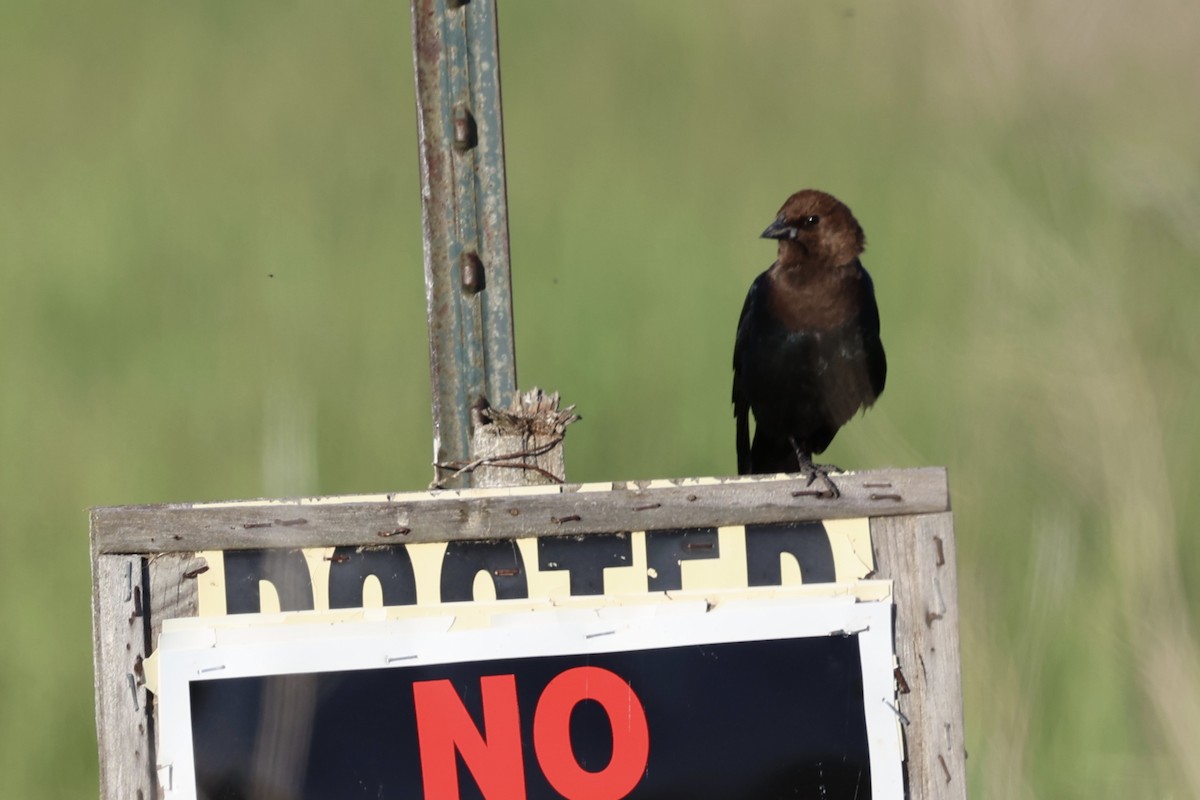 Brown-headed Cowbird - ML620090408