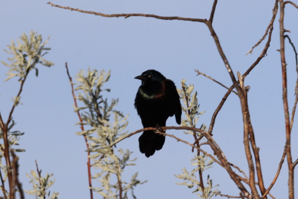 Common Grackle - ML620090412