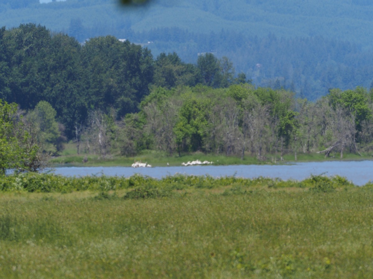 American White Pelican - ML620090504