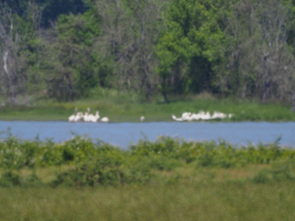 pelikán severoamerický - ML620090505
