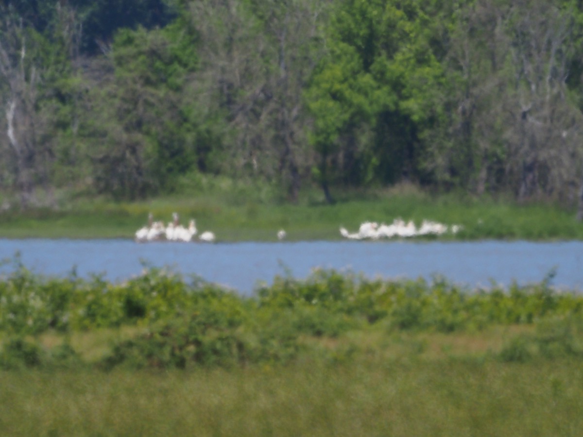 American White Pelican - ML620090505