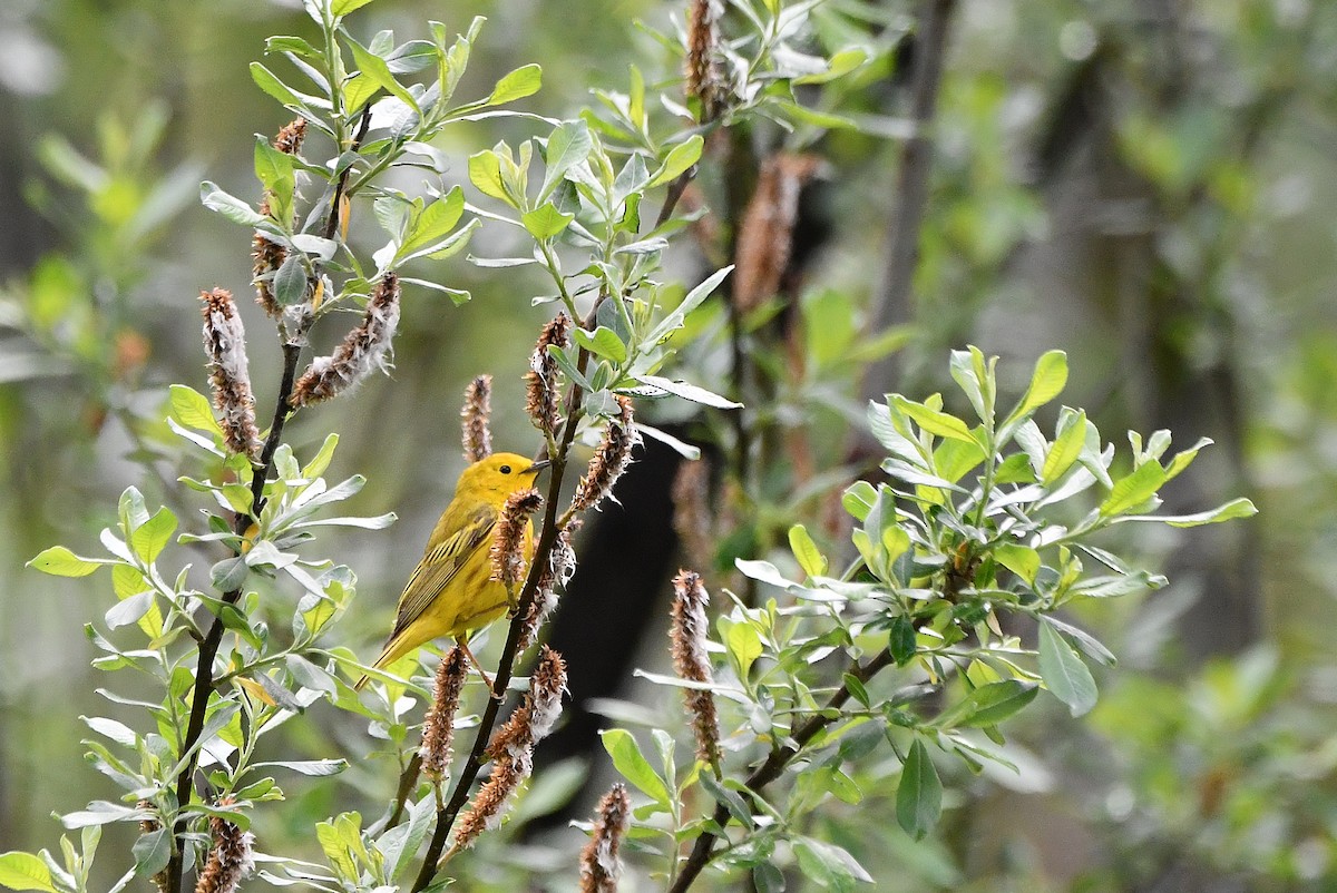 Yellow Warbler (Northern) - ML620090507
