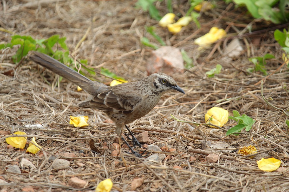 Long-tailed Mockingbird - ML620090512