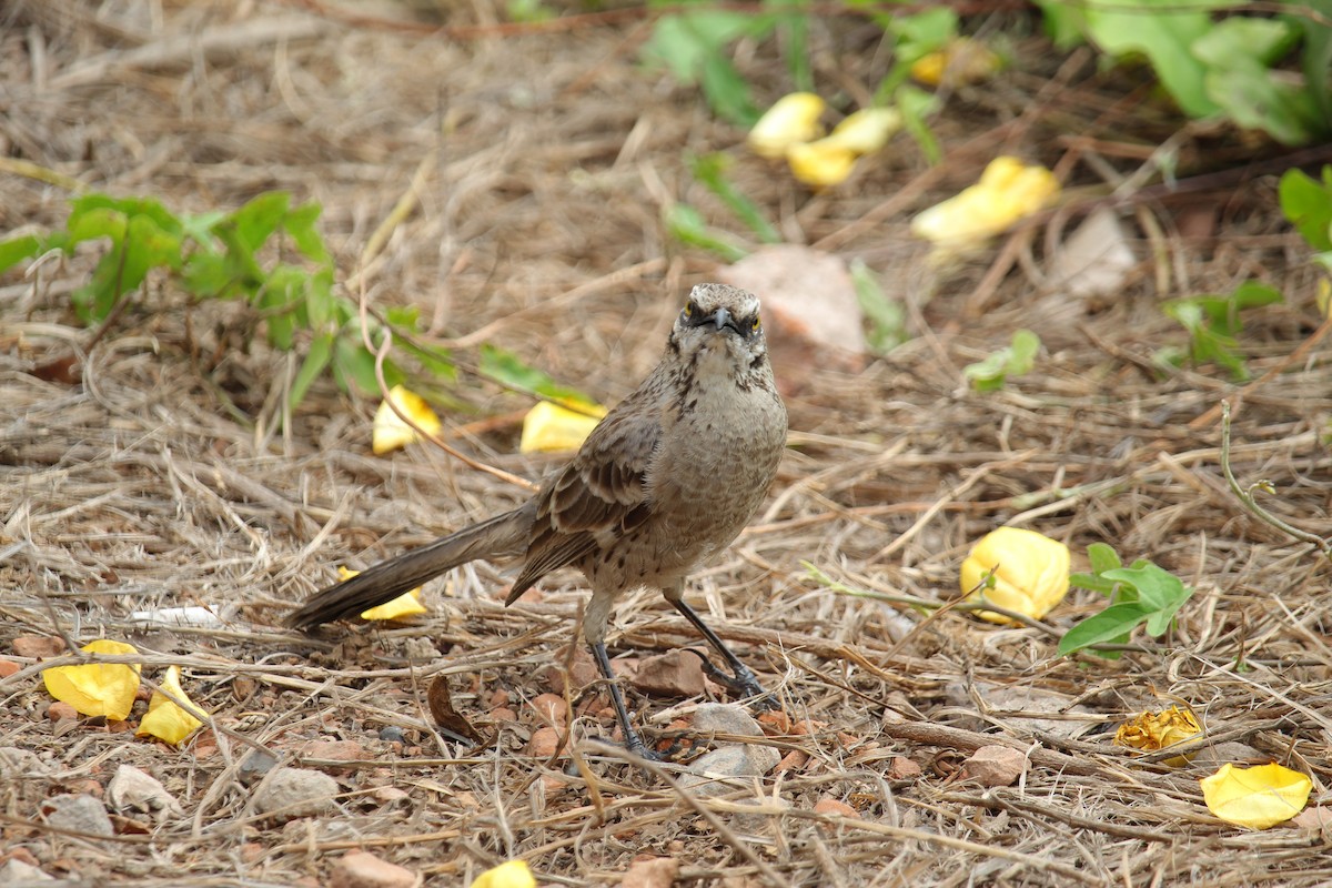 Long-tailed Mockingbird - Alejandro Llanes