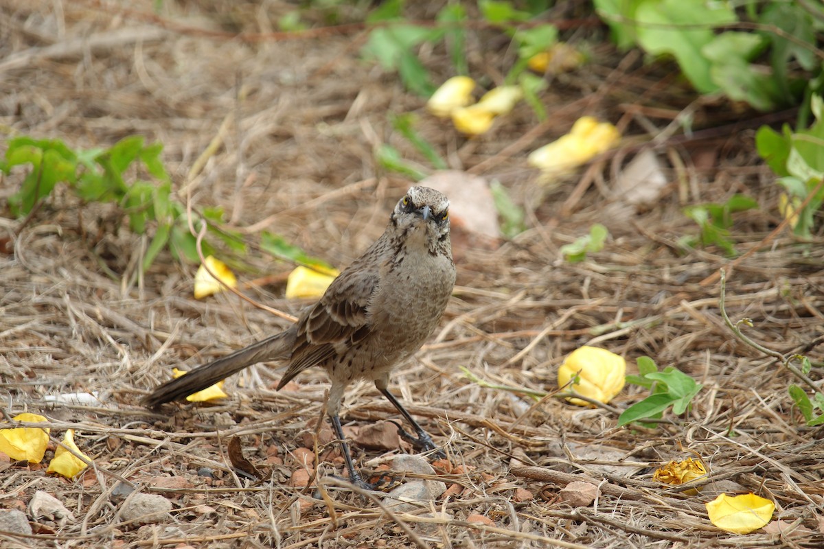 Long-tailed Mockingbird - ML620090514