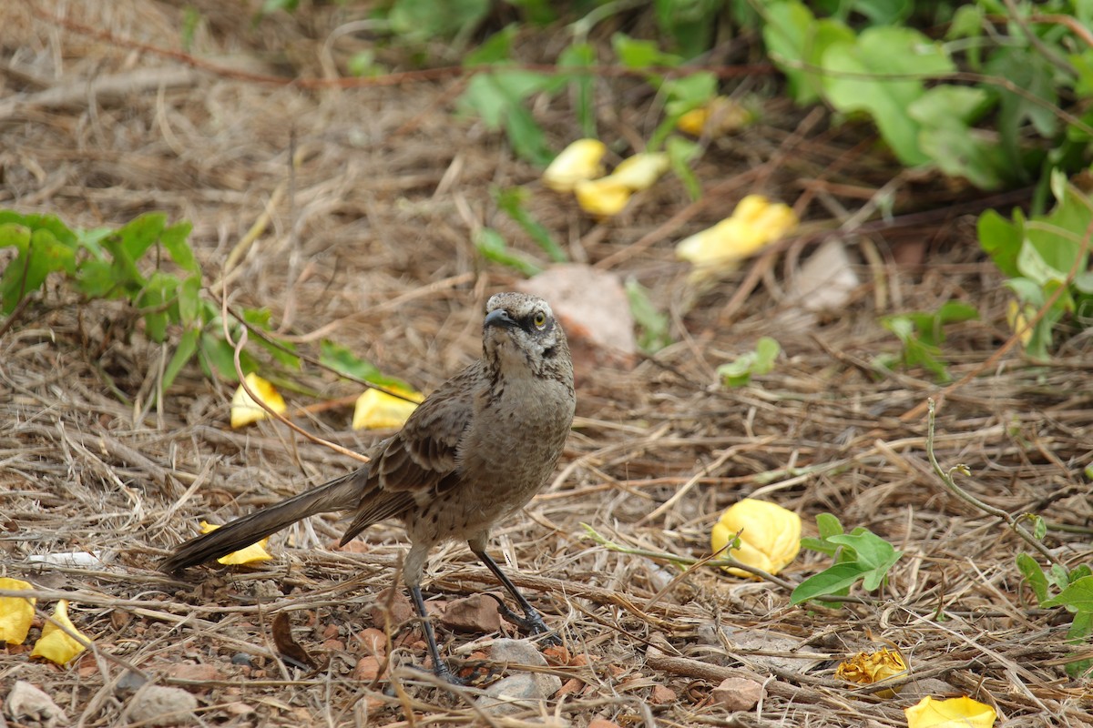 Long-tailed Mockingbird - ML620090515