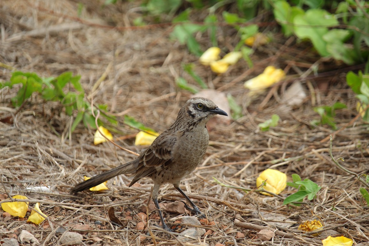 Long-tailed Mockingbird - ML620090516