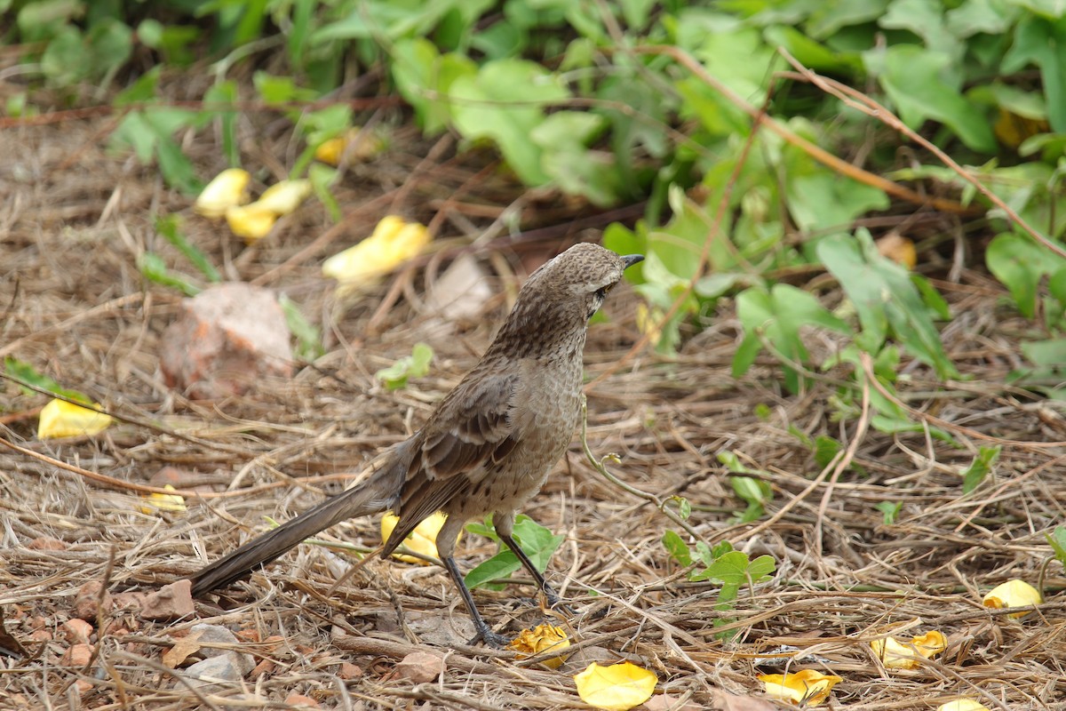 Long-tailed Mockingbird - ML620090518