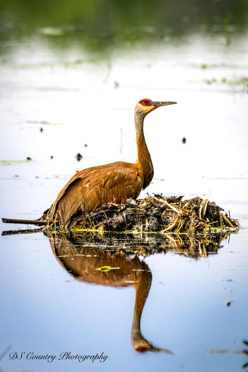 Sandhill Crane - ML620090529