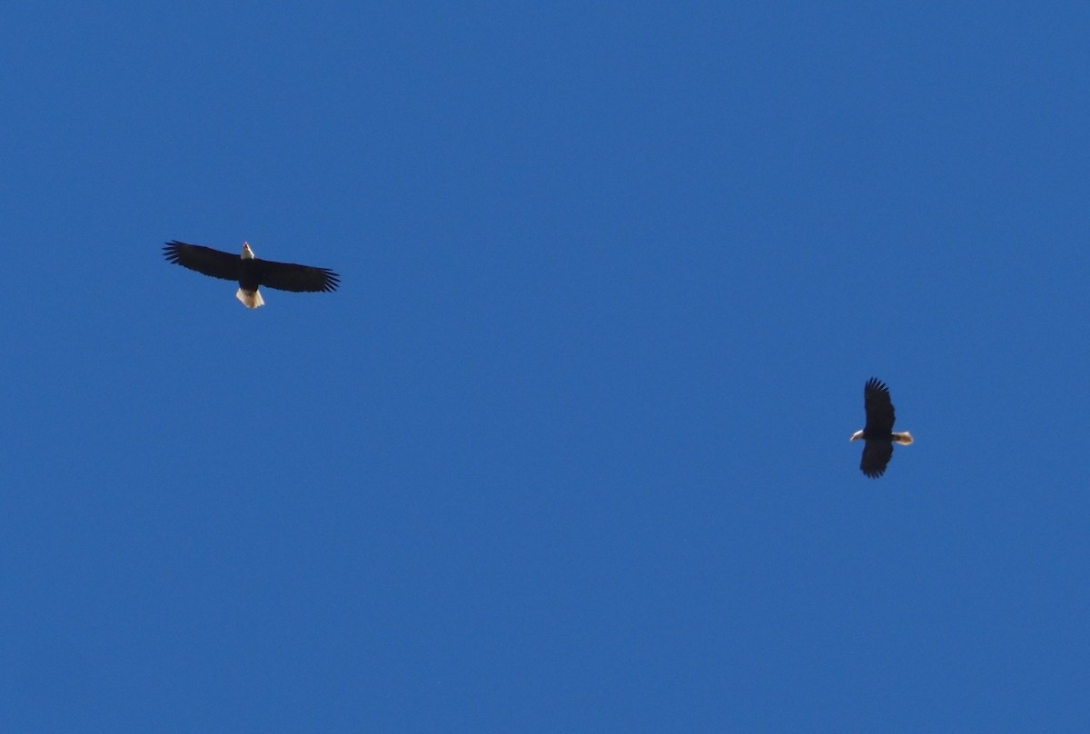 Bald Eagle - Jasper Jon