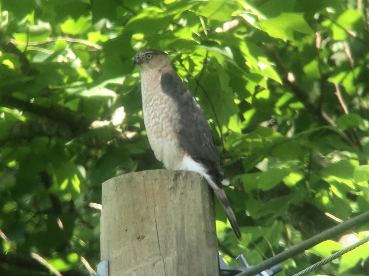 Cooper's Hawk - ML620090570