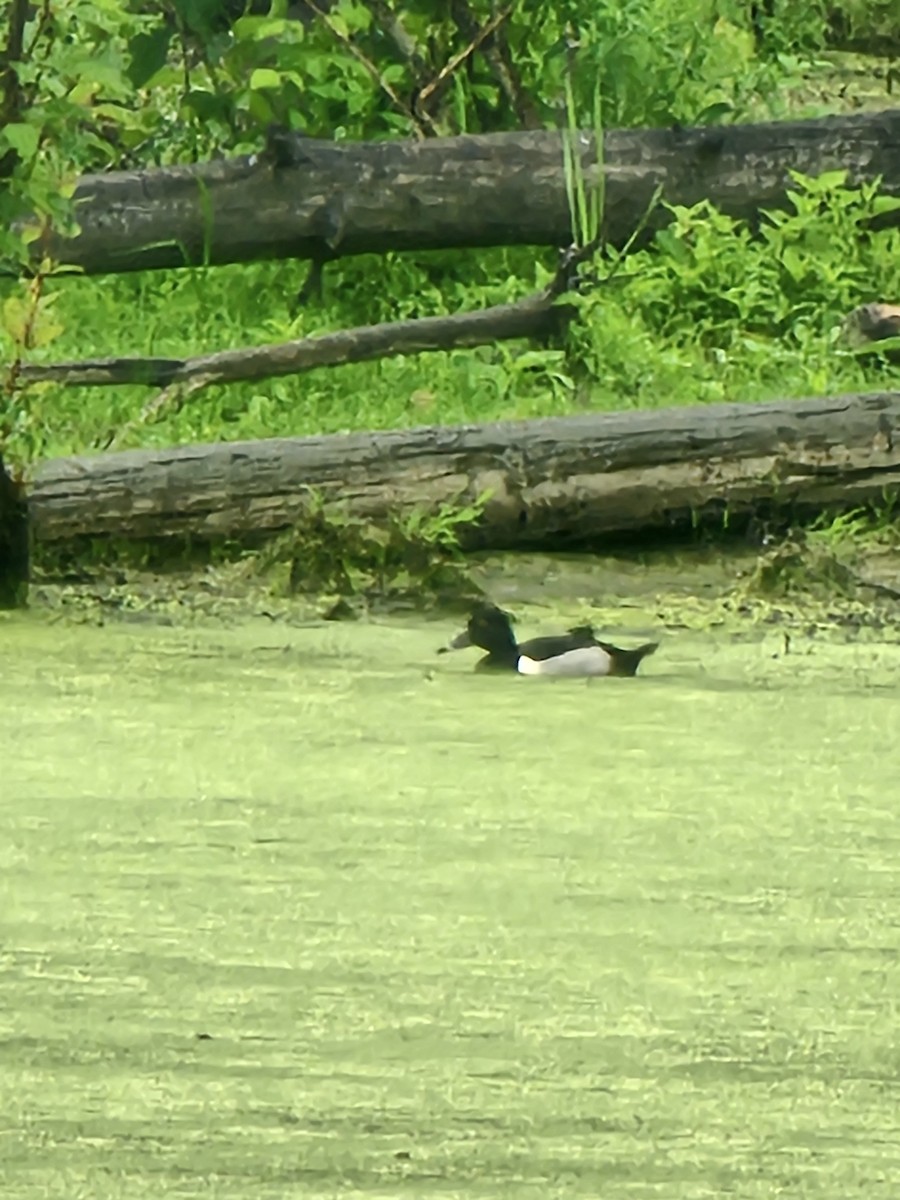 Ring-necked Duck - ML620090574