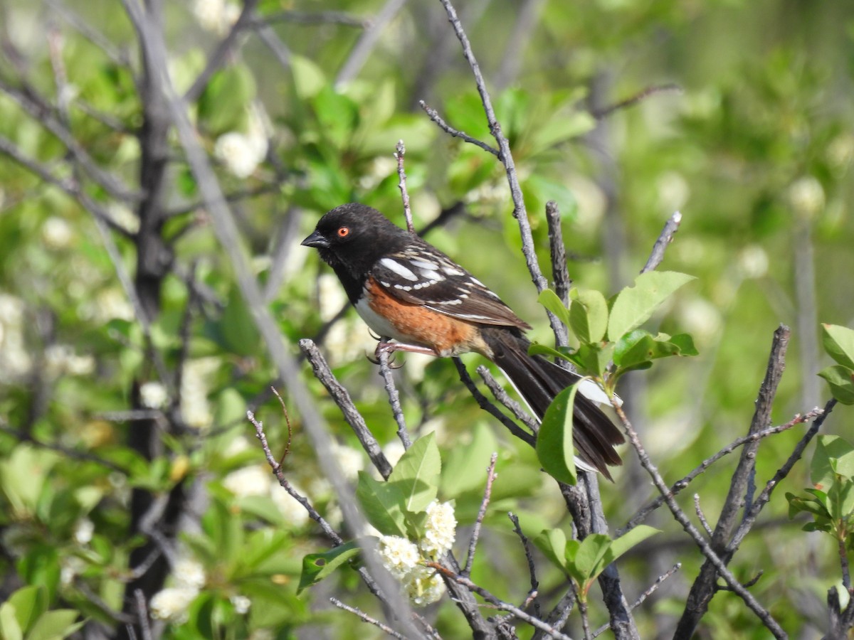 Spotted Towhee - ML620090578