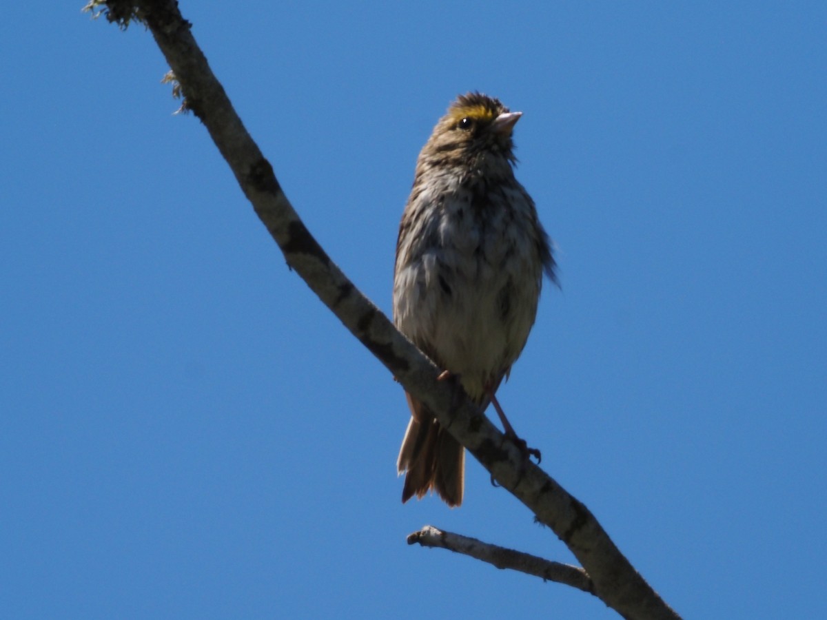 Savannah Sparrow - ML620090586