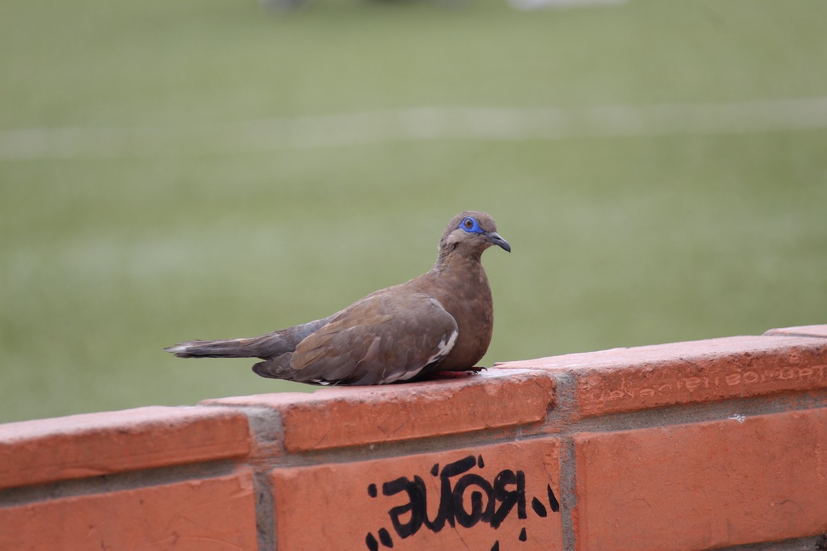 West Peruvian Dove - ML620090588
