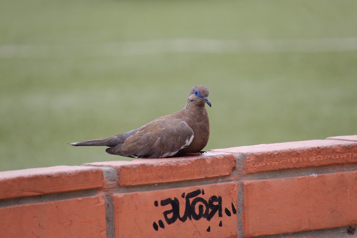 West Peruvian Dove - ML620090589