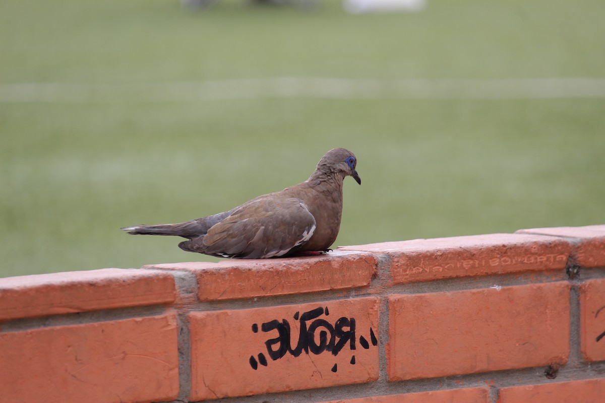 West Peruvian Dove - ML620090591