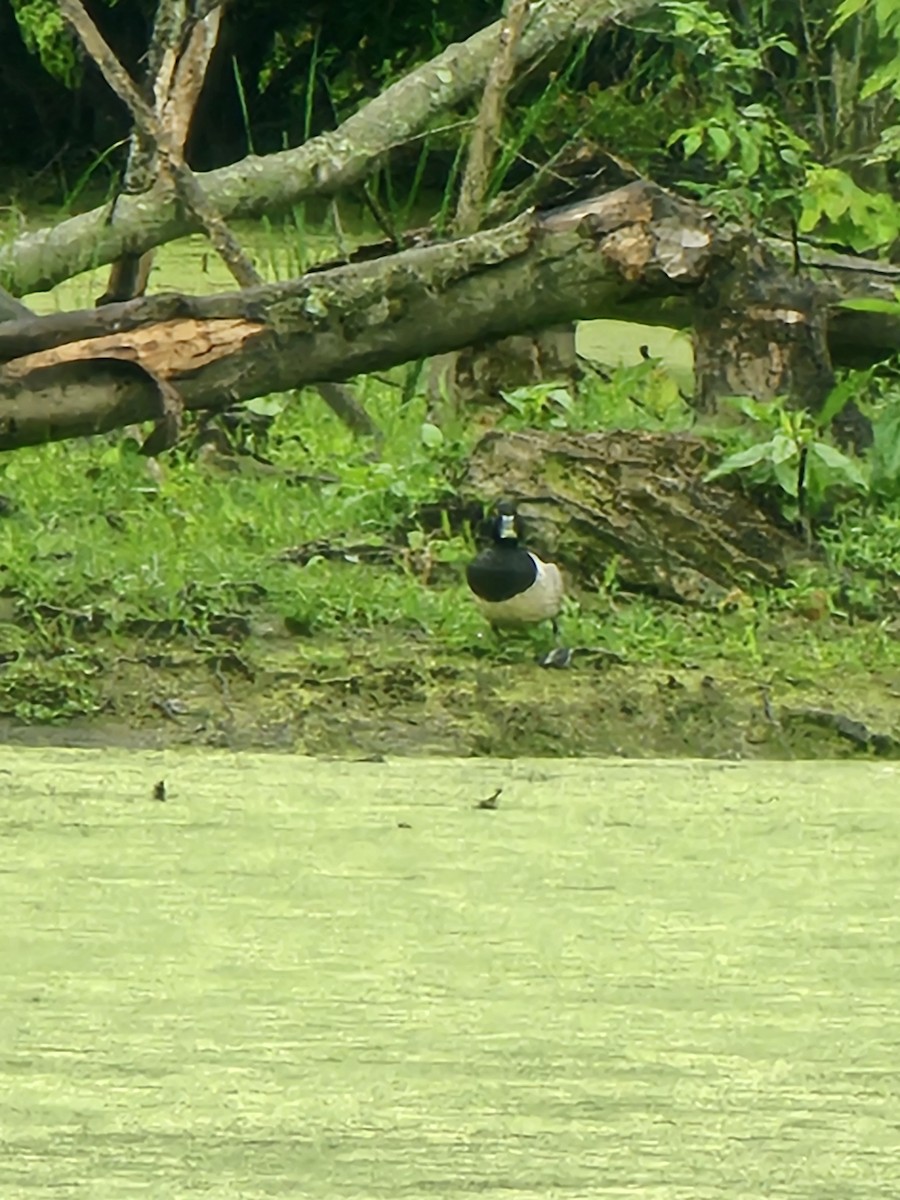 Ring-necked Duck - ML620090593