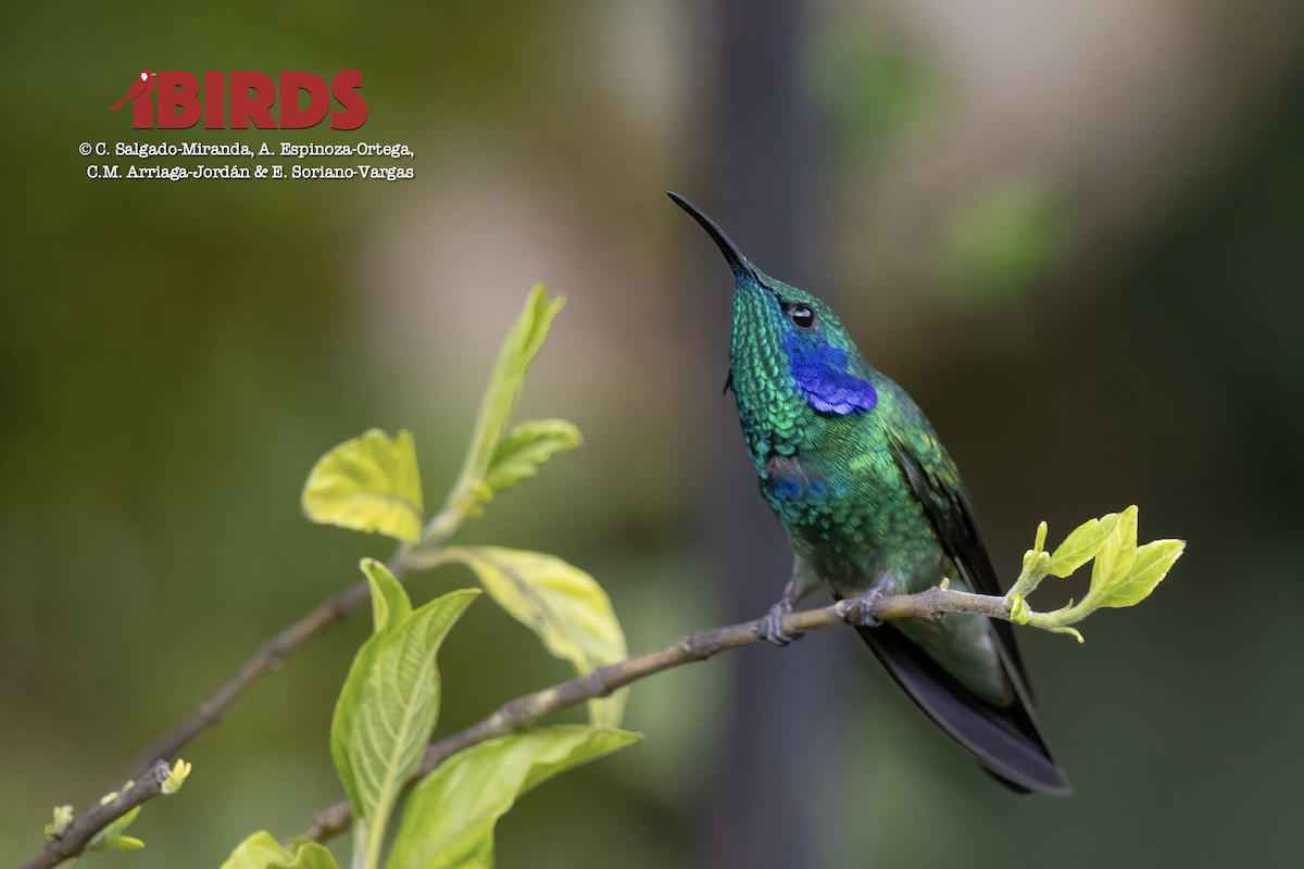 kolibřík modrouchý - ML620090599
