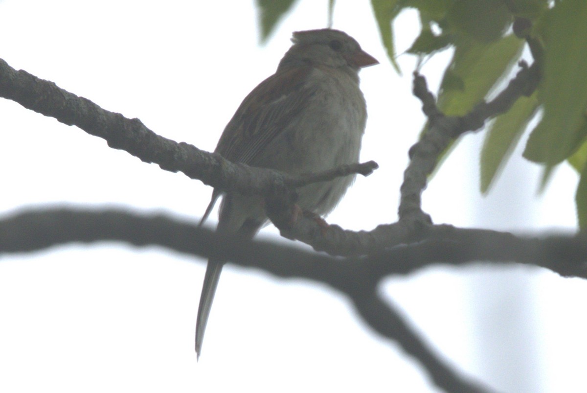 Field Sparrow - ML620090600