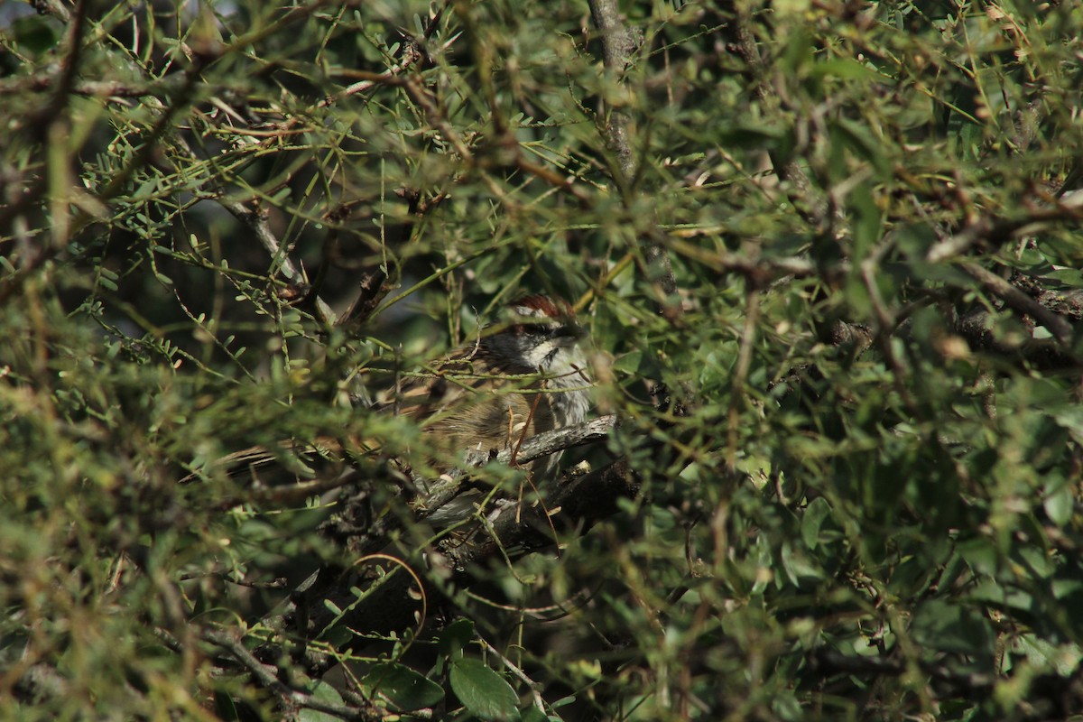 Chaco Sparrow - ML620090604