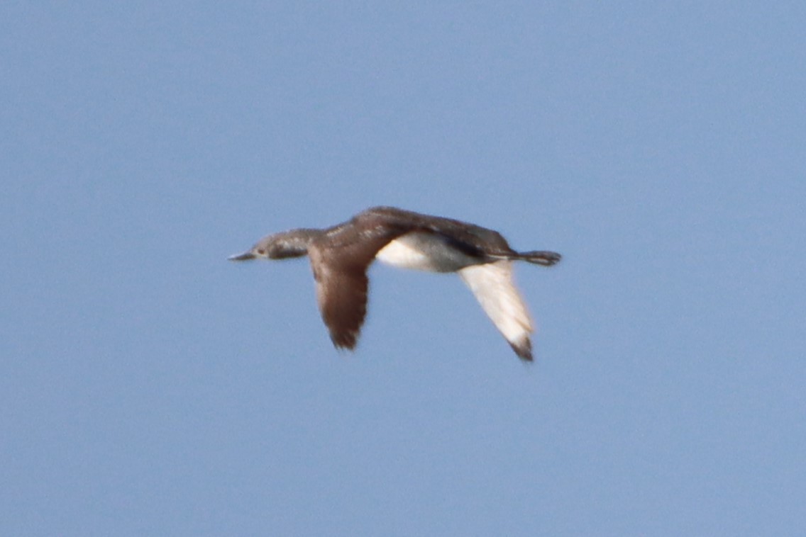 Red-throated Loon - ML620090607
