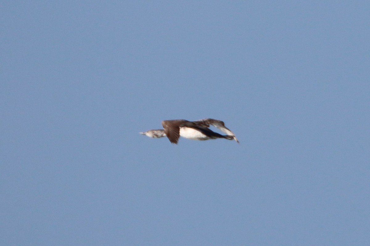 Red-throated Loon - ML620090610