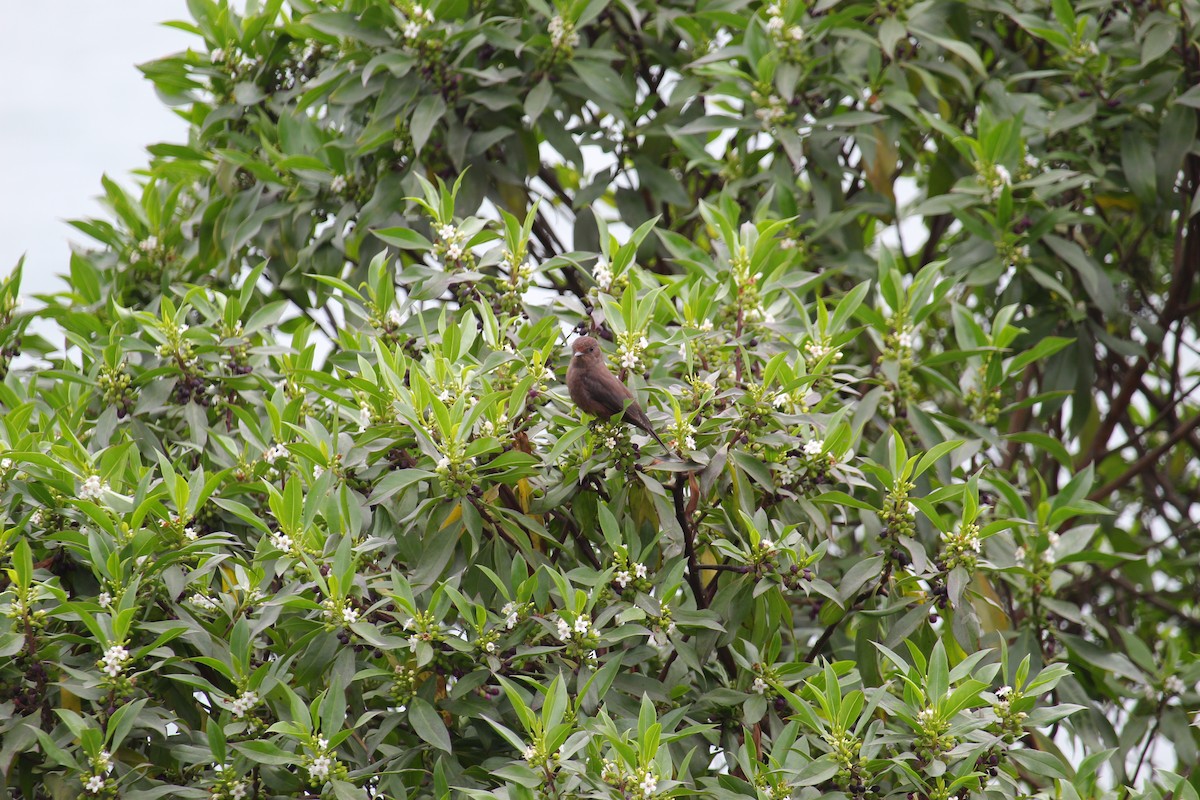 Mosquero Cardenal (grupo obscurus) - ML620090624