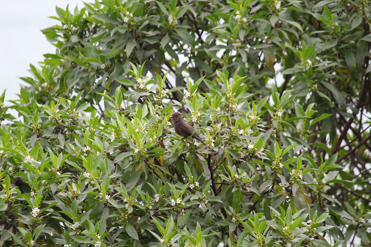 Vermilion Flycatcher (obscurus Group) - ML620090625