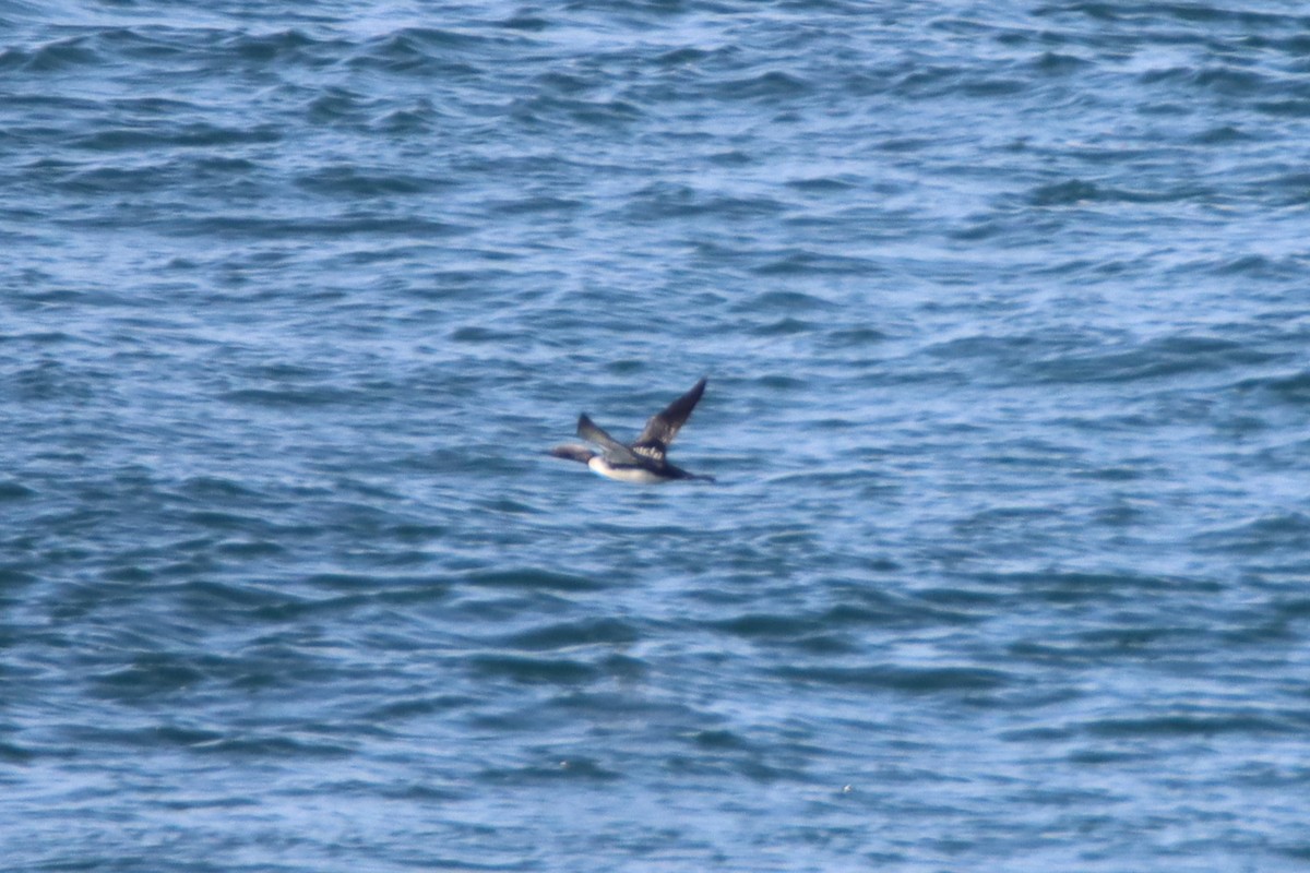 Pacific Loon - ML620090626