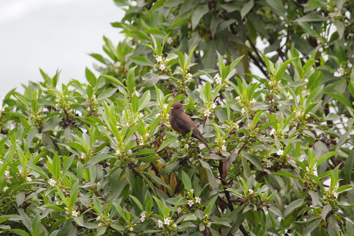 Mosquero Cardenal (grupo obscurus) - ML620090629