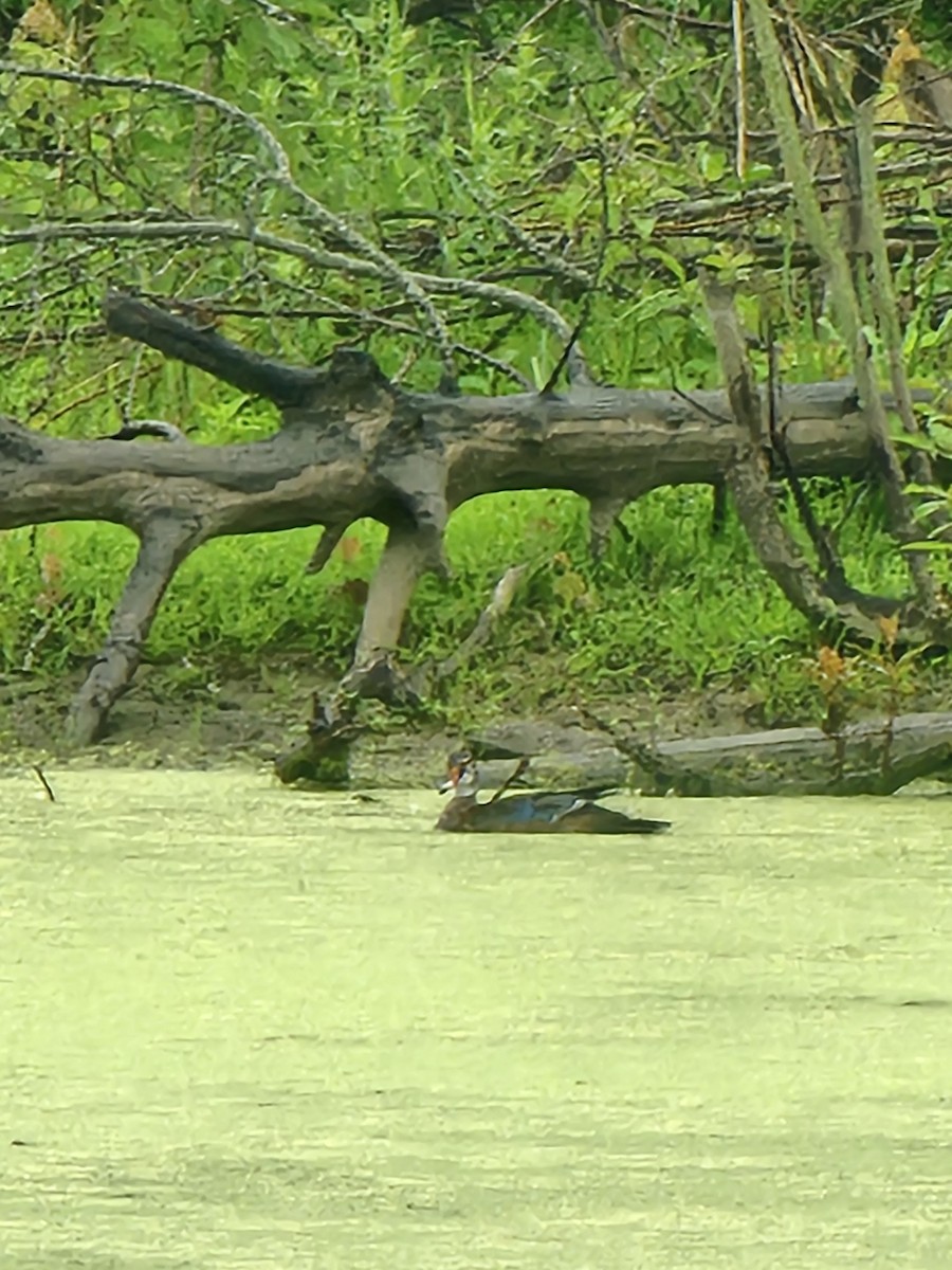 Wood Duck - ML620090631