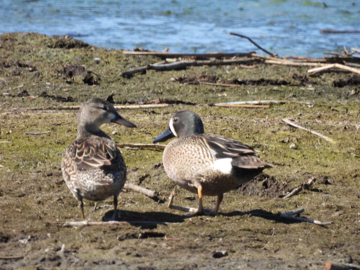 Blue-winged Teal - ML620090641