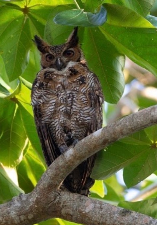 Great Horned Owl - ML620090642