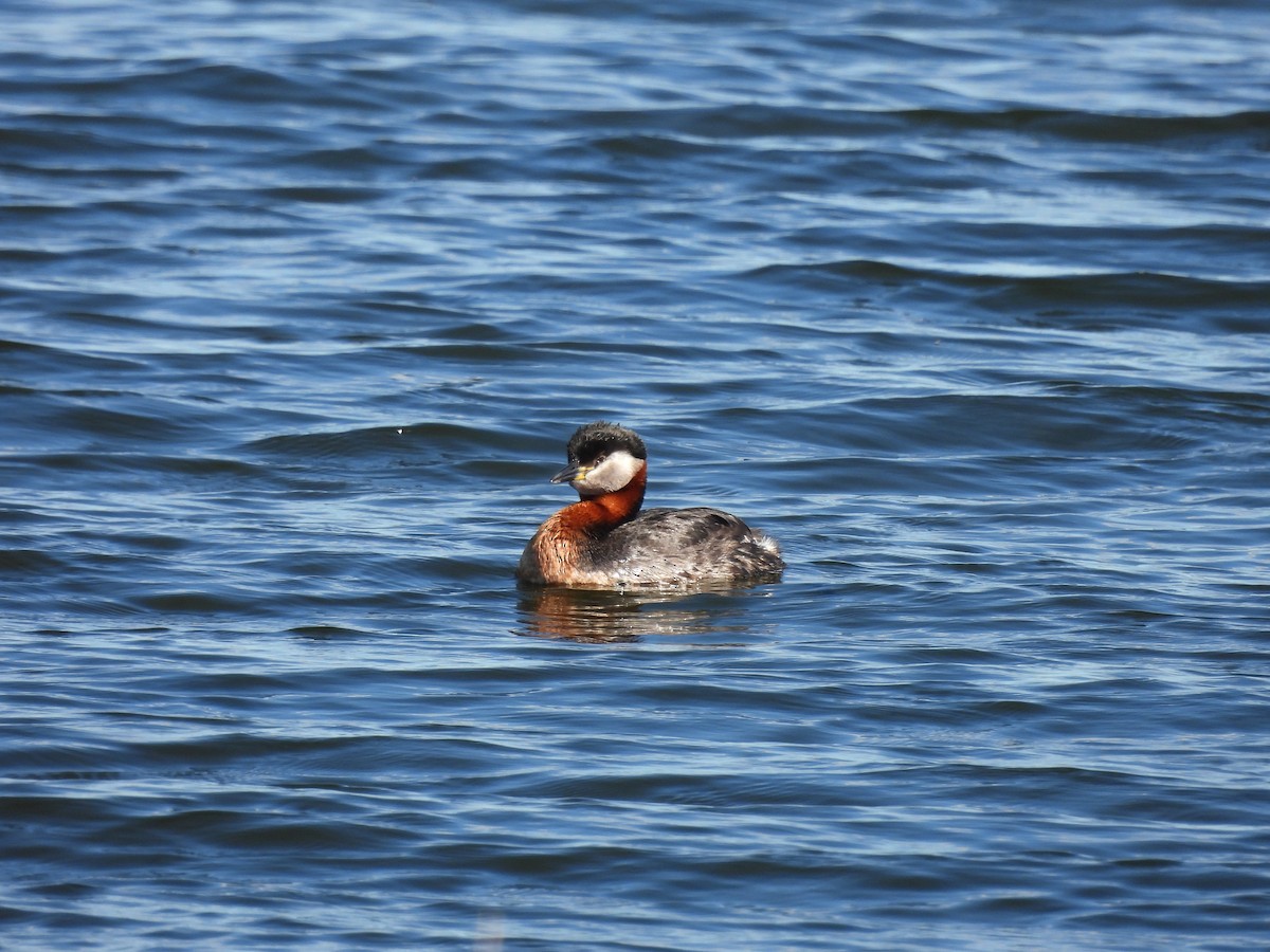 Red-necked Grebe - ML620090644