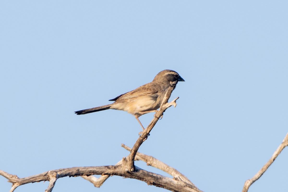 Black-throated Sparrow - ML620090651
