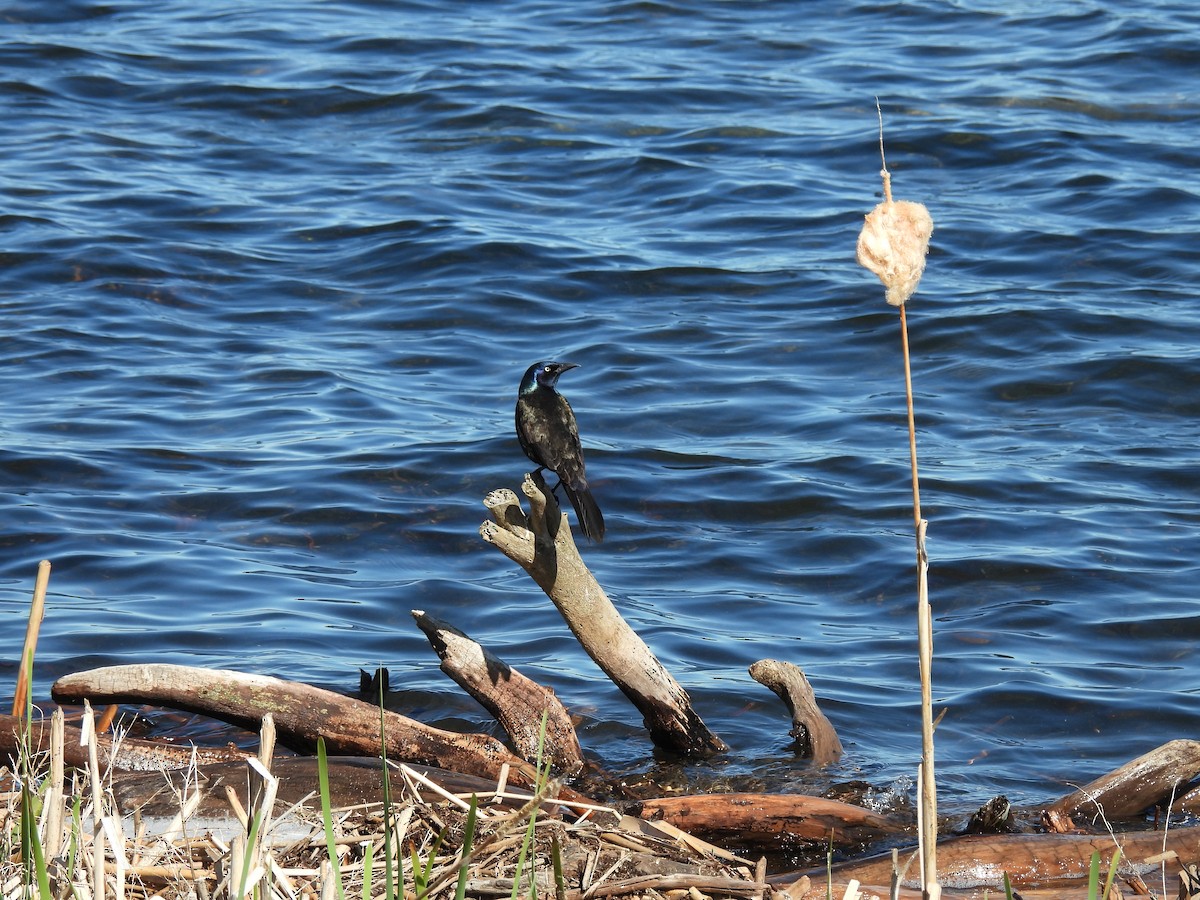 Common Grackle - ML620090657