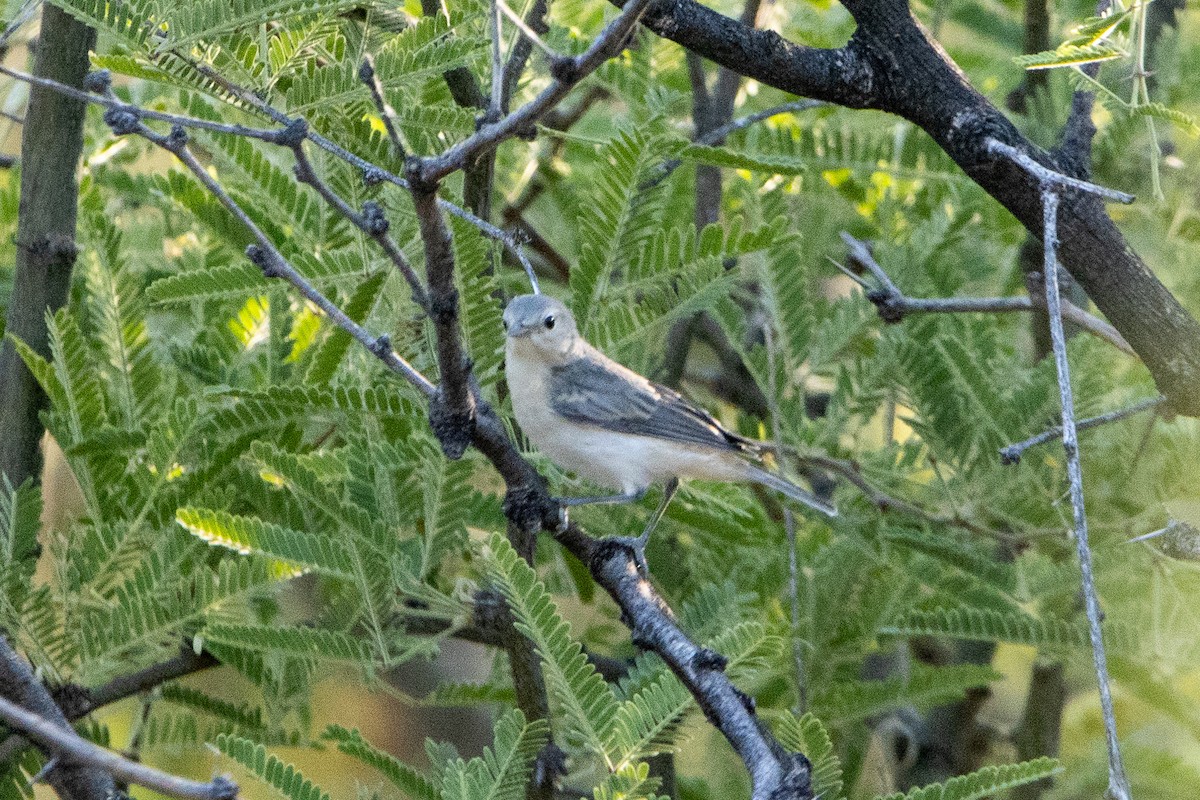 Lucy's Warbler - ML620090664