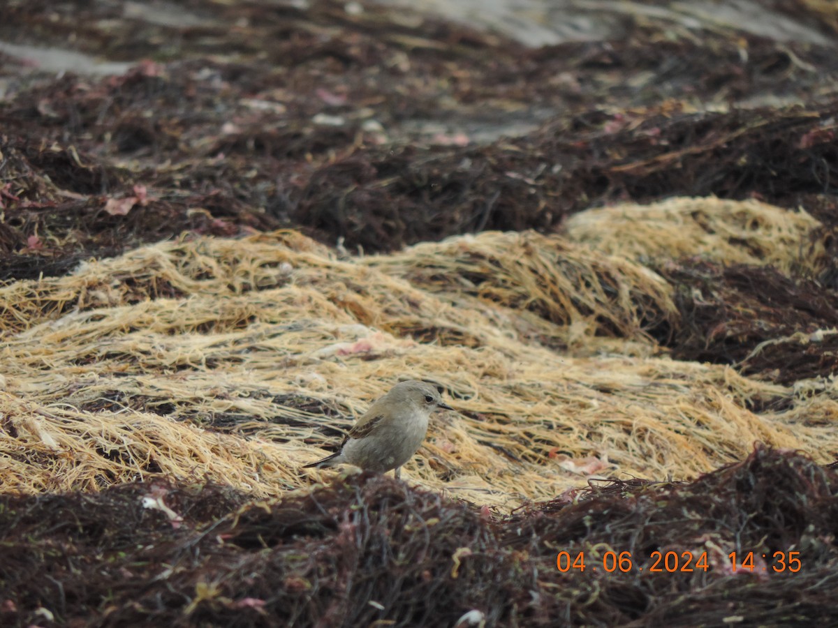 Patagoniensporntyrann - ML620090670