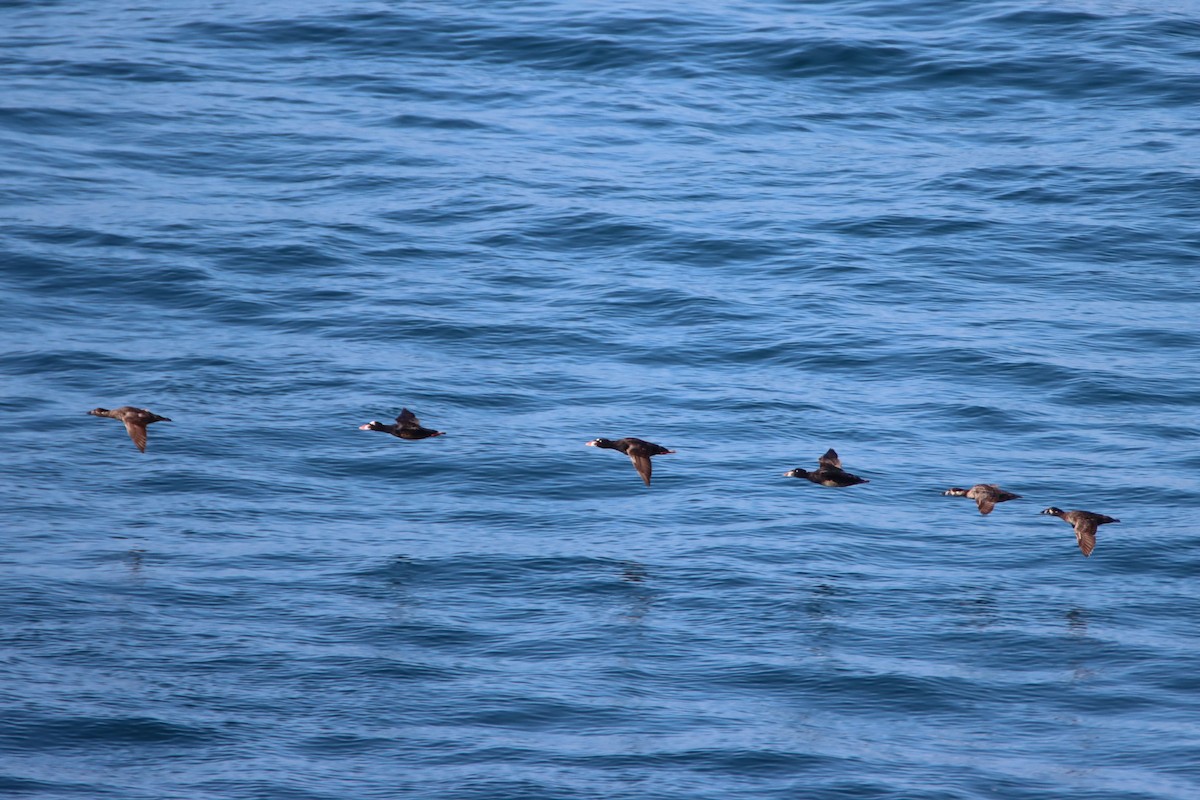 Surf Scoter - Daniel Donnecke