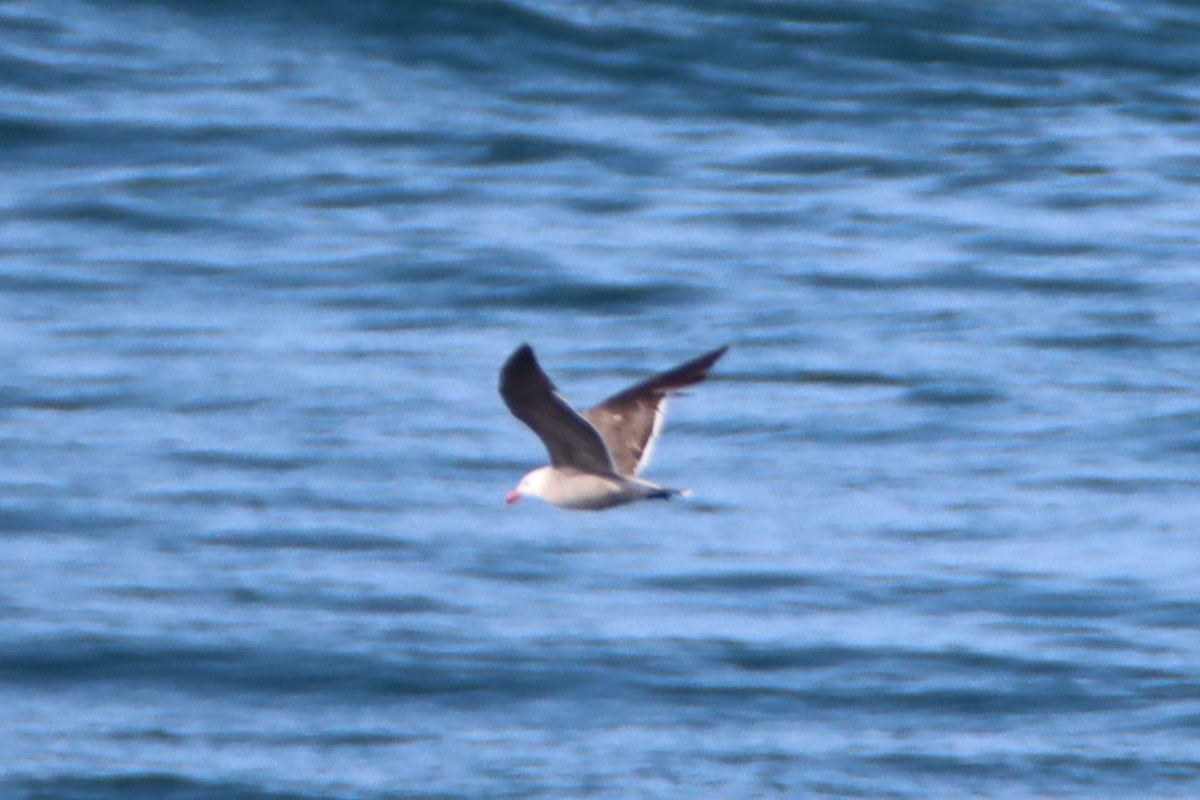 Heermann's Gull - ML620090696