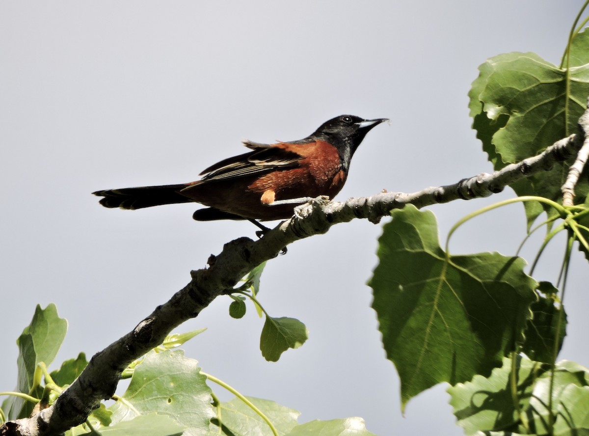 Orchard Oriole - ML620090700