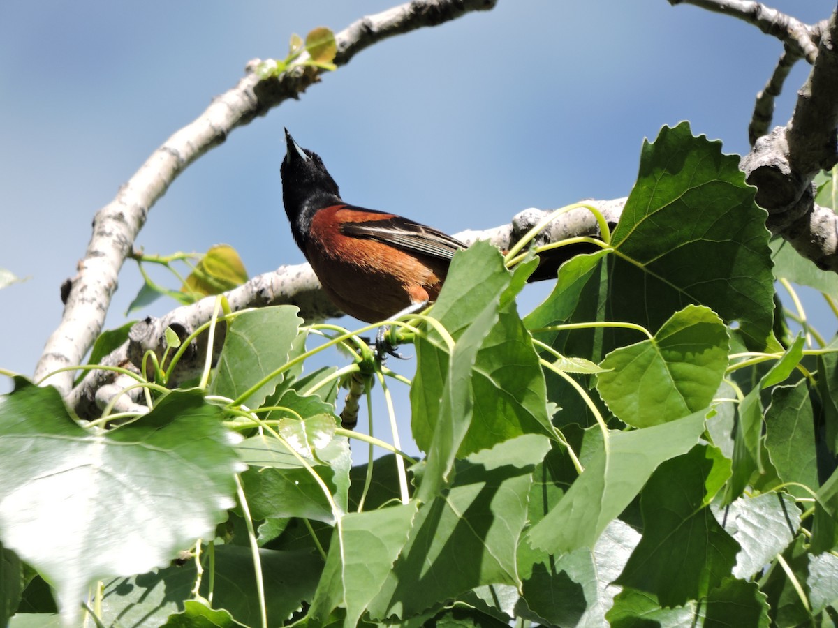 Orchard Oriole - ML620090701
